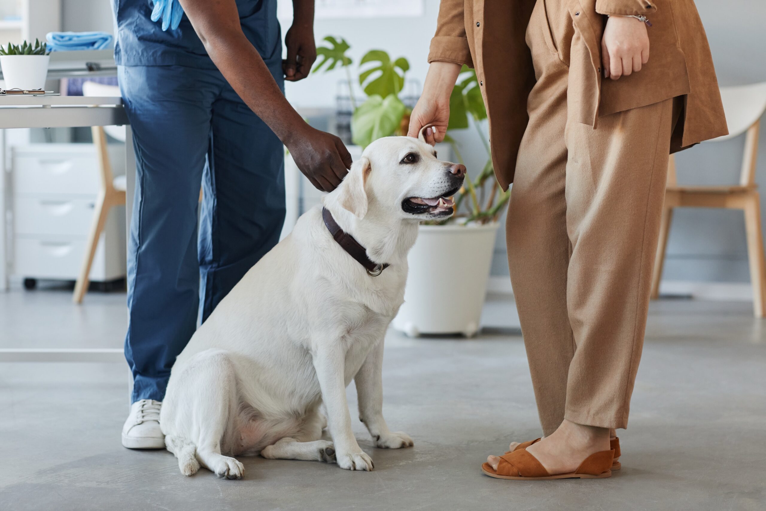 Sick labrador dog sitting on the floor between female pet owner and veterinary doctor in blue uniform in modern vet clinics