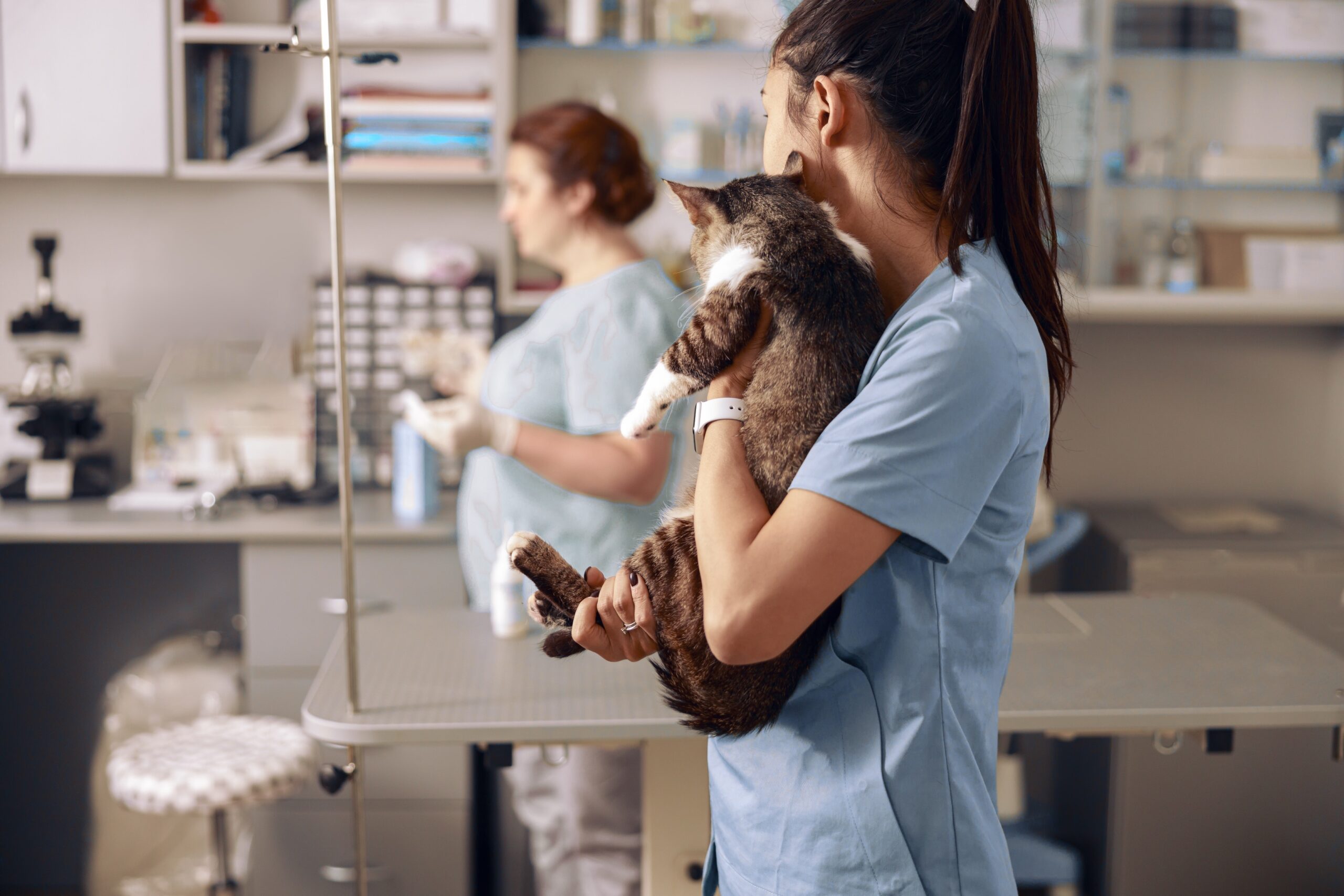 Young veterinarian in uniform embraces adorable cat kitten looking at colleague in modern clinic office. Medical care of pets